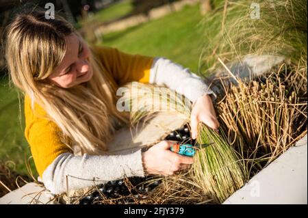 Junge blonde Frau schneidet Zebragras (Miscanthus sinensis zebrinus) oder Stachelschweingras im Garten zurück Stockfoto