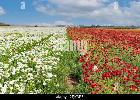 Ein Feld von Reihen blühenden weißen und roten Gartenhackblumen. Israel Stockfoto