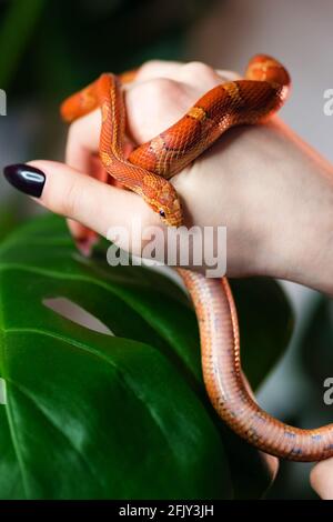 Maisschlange umwickelt Frau Hand auf grünem Natur Hintergrund. Exotisches Haustier. Nahaufnahme. Wildlife-Konzept. Stockfoto