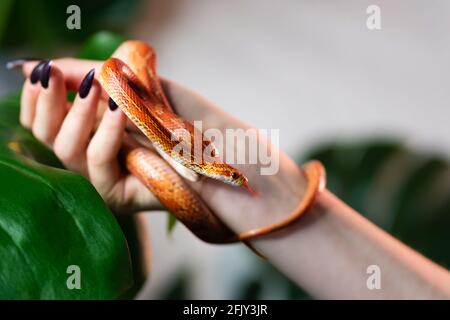 Maisschlange umwickelt Frau Hand auf grünem Natur Hintergrund. Exotisches Haustier. Nahaufnahme. Wildlife-Konzept. Stockfoto