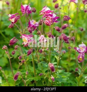 Rosa akelei (aquilegia) Blumenbusch im Schatten, im Garten Stockfoto