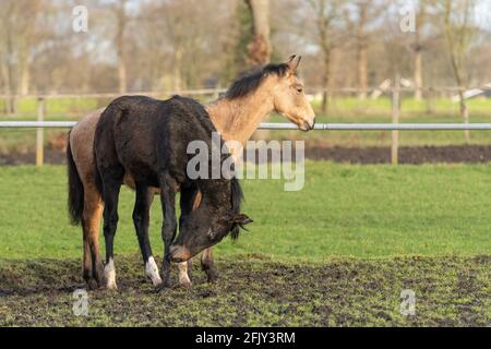 Zwei einjährige Pferde auf der Weide. Ein schwarzes und ein gelbes Fohlen. Selektiver Fokus Stockfoto