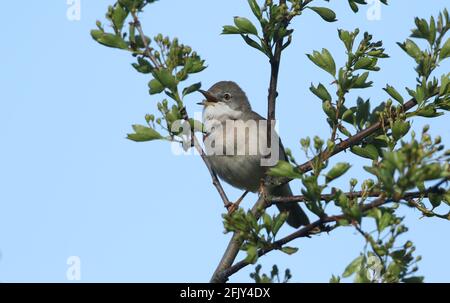 Ein schöner singender Kater Whitethroat, Sylvia communis, thront im Frühjahr in einem Hawthorn Tree. Stockfoto