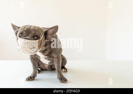 Dogtor: Netter Hund trägt Mundschutz während der Corona-Pandemie. Bleiben Sie gesund! Stockfoto