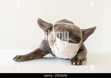 Nette französische Bulldogge trägt eine Atemschutzmaske am Tierarzt Stockfoto