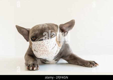 Nette französische Bulldogge trägt eine Atemschutzmaske am Tierarzt Stockfoto