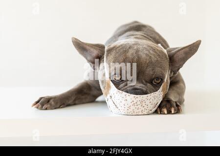 Nette französische Bulldogge trägt eine Atemschutzmaske am Tierarzt Stockfoto