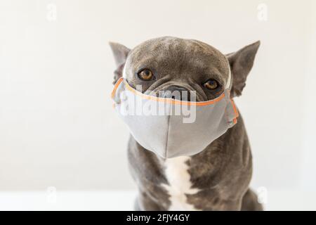 Nette französische Bulldogge trägt eine Atemschutzmaske am Tierarzt Stockfoto