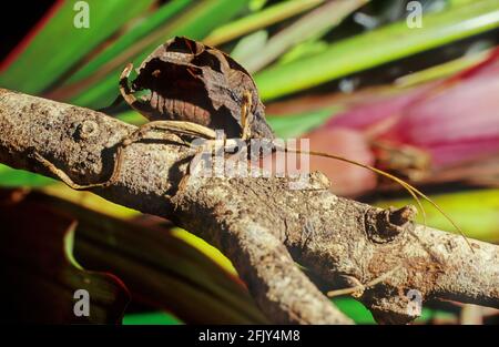 Leaf Katydid (Typophyllum erosum) imitiert das tote braune Blatt Costa Rica Stockfoto