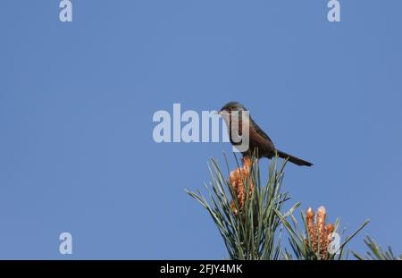 Eine Dartford-Walderin, Sylvia undata, die im Frühjahr auf einem schwarzen Kiefernbaum, Pinus nigra, steht. Stockfoto