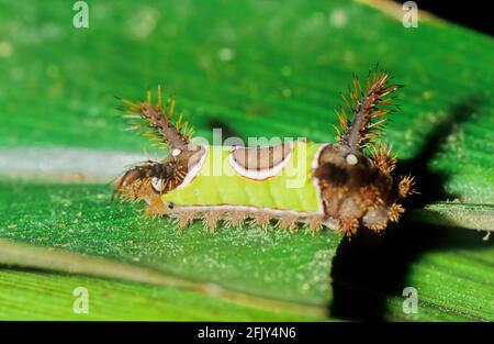 Die Sattelkatze (Acharia stimulea, ehemals Sibine stimulea) ist die Larve einer im Osten Nordamerikas heimischen Mottenart. Stockfoto