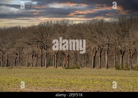 Sonnenuntergang In Laubwaldlandschaft. Grünes Gras im Vordergrund. Malerische Aussicht. Herbstliche Natur. Dramatischer Himmel, Hintergrund Stockfoto