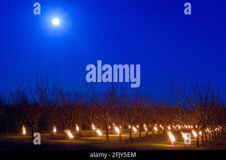 27. April 2021, Sachsen-Anhalt, Sülzetal: Frostkerzen brennen zwischen Aprikosenbäumen. Am frühen Morgen fiel das Thermometer auf Temperaturen unter null Grad Celsius. Aus diesem Grund wurden die zweite Nacht in Folge 359 Frostschutzkerzen aufgestellt und auf der Plantage angezündet. Die Kerzen erwärmen die Umgebungsluft um 3 bis 4 Grad Celsius und schützen so die empfindlichen Pflanzen vor Frostschäden. Foto: Klaus-Dietmar Gabbert/dpa-Zentralbild/ZB Stockfoto
