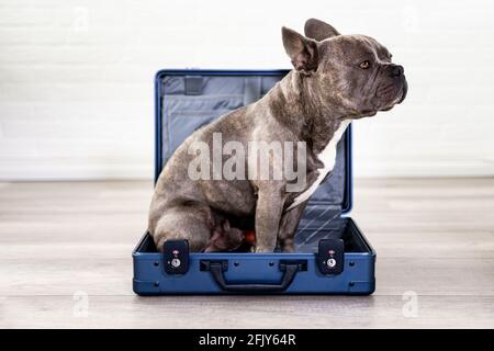 Reisen mit einem Hund - Französisch Bulldogge sitzt in einem Koffer Stockfoto