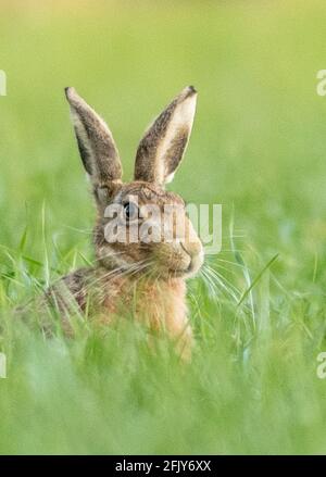 Feldhase Stockfoto