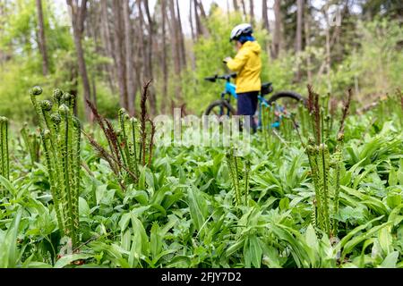 Junge auf dem Mountainbike im magischen Frühlingswald mit üppigem Unterholz, Slowenien Stockfoto