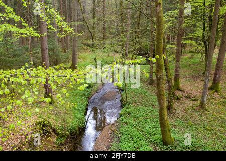 Magischer Wald und Flusslauf im Frühling Stockfoto