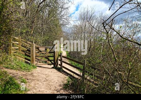 Der North Downs Way Wanderweg auf White Downs in der Surrey Hills in der Nähe von Dorking, an einem sonnigen Frühlingstag in Surrey England, Großbritannien Stockfoto