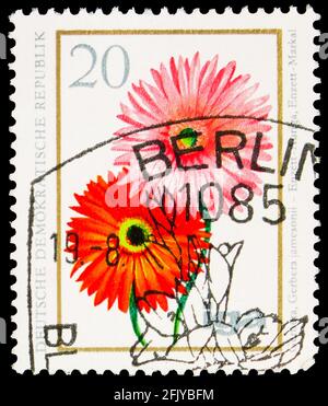 MOSKAU, RUSSLAND - 27. SEPTEMBER 2019: Briefmarke gedruckt in Deutschland, Demokratische Republik, zeigt Gerbera, 20 Pf. - Ostdeutscher Pfennig, Blumen Serie Stockfoto