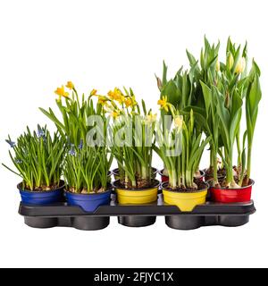 Muscari, Narzisse und Tulpe in Blumentopf bereit zum Verkauf isoliert auf weißem Hintergrund Stockfoto