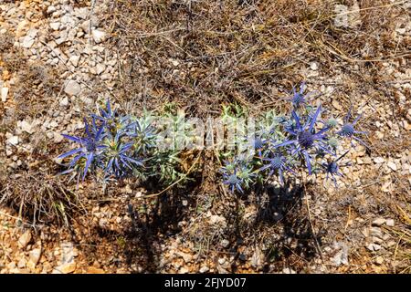 Ansicht des Amethyst eryngo - lateinischer Name - Eryngium Amethystinum Stockfoto