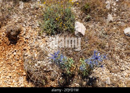 Ansicht des Amethyst eryngo - lateinischer Name - Eryngium Amethystinum Stockfoto