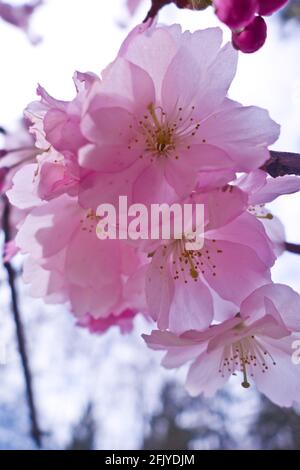 Die rosa Kirschblüte blüht im Frühling Stockfoto