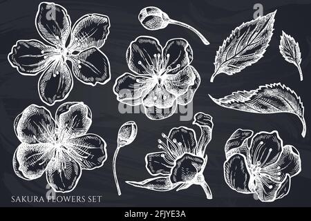 Vektor-Set von handgezeichneten Kreide-Sakura-Blumen Stock Vektor