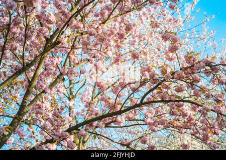 Kirschbaum in voller Blüte Stockfoto