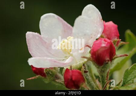 Blume des Apfelbaums. Stockfoto