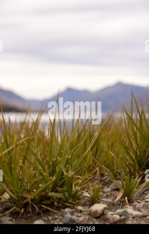 Nahaufnahme von Gras, das am Ufer der Mavora Lakes in der Nähe von Mossburn, Südinsel, Neuseeland wächst Stockfoto