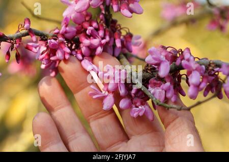 Berühren von Blumen des Judas-Baumes. Cercis siliquastrum. Stockfoto