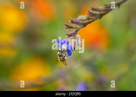 Honigbiene auf einer kleinen blauen Blume aus der Nähe Stockfoto