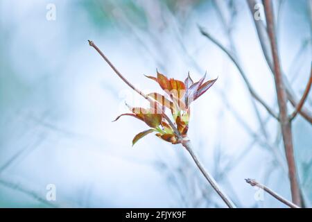 Rote Holunderbeere Zweig mit ersten Blättern. Im Frühjahr öffnen sich die Knospen. Stockfoto