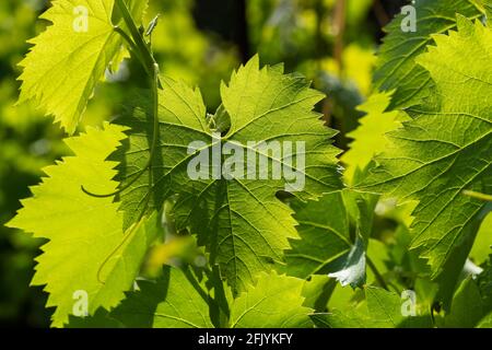 Frische grüne Traubenblätter im Sonnenlicht aus nächster Nähe Stockfoto