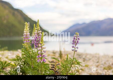 Blühende Lupinen wachsen an der Seeseite des Lake Wakatipu, Kingston, Südinsel Neuseeland Stockfoto