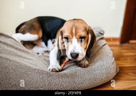 Dog Snack Kausticks für Welpen. Beagle Welpen essen Hund Snack Kausticks zu Hause. Beagle Eat, Hundefutter für Beagles Stockfoto