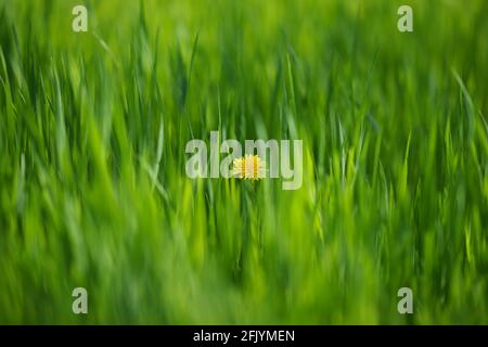 Floraler Hintergrund mit üppigem grünem Gras und einem gelben Dandelion Innen Stockfoto