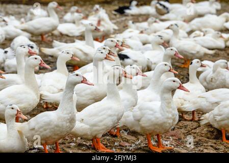 Eine große Gruppe weißhaariger Enten in der Entenfarm Stockfoto