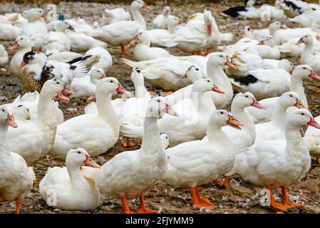 Eine große Gruppe weißhaariger Enten in der Entenfarm Stockfoto