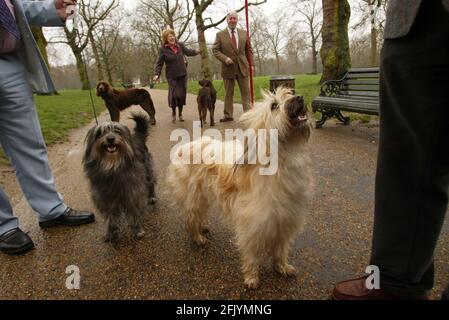 DER NATIONALE START VON CRUFTS 2007 findet vom 8. Bis 11. März im NEC Birmingham statt. Fotoanruf im Green Park in London. Katie und Rosie, die Pyrenäen-Schäferhunde, pic David Sandison Stockfoto