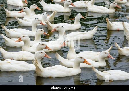 Eine große Gruppe weißhaariger Enten in der Entenfarm Stockfoto