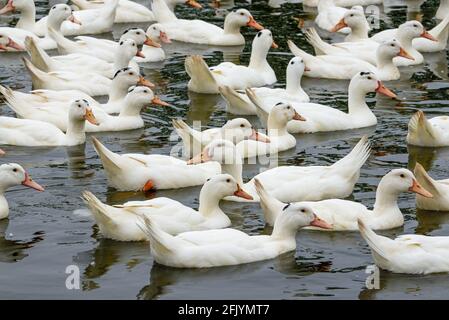 Eine große Gruppe weißhaariger Enten in der Entenfarm Stockfoto