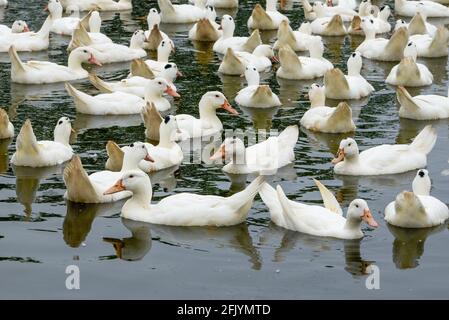 Eine große Gruppe weißhaariger Enten in der Entenfarm Stockfoto