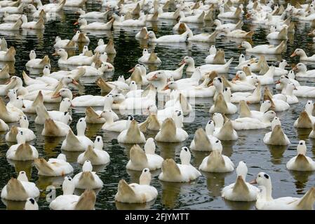 Eine große Gruppe weißhaariger Enten in der Entenfarm Stockfoto