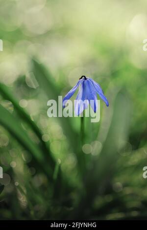 Nahaufnahme von blauen Blumen auf grün verschwommenem Hintergrund Stockfoto