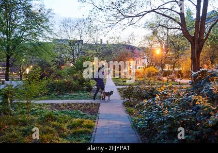 26. April 2021, Berlin: Eine Frau geht abends im Volkspark am Weinberg mit ihrem Hund spazieren. Seit dem 24. April 2021 ist die Regelung einer bundesweiten Corona-Notbremse in Kraft. Dazu gehören unter anderem Sperrungen zwischen 10 und 5 Uhr. Foto: Annette Riedl/dpa Stockfoto