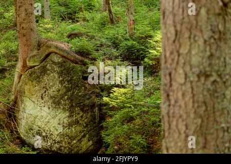 Die Wurzeln der Bäume, die auf den Steinen im tiefen Wald im Tafelberg wächst. Natürliche Parklandschaft. Natur Hintergrund Stockfoto