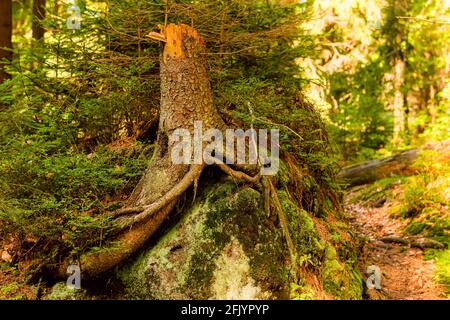 Die Wurzeln der Bäume, die auf den Steinen im tiefen Wald im Tafelberg wächst. Natürliche Parklandschaft. Natur Hintergrund Stockfoto