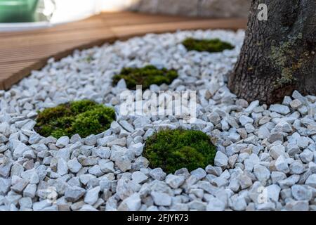 Moos als Zierelement in der Landschaftsgestaltung und Gartengestaltung Stockfoto